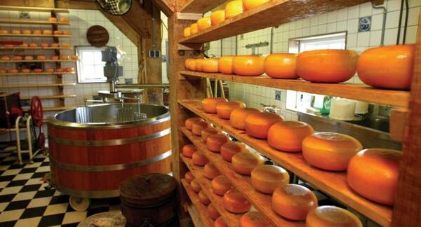 Cheese production business: mini cheese dairies