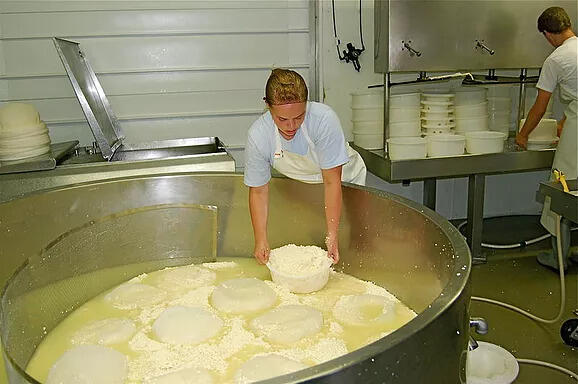 Cheese production business plan: choosing a cheese dairy